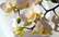 Kas jāievēro orhideju kopšanā?