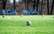 Aizdomās par rezultāta sarunāšanu uz laiku diskvalificē 12 futbola kluba "Dinamo Rīga" spēlētājus