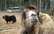 Rīgas Zoo uzsākta iekšējā izmeklēšana par dzīvnieku kopēja bojāeju