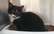 Pie Traumatoloģijas slimnīcas dzimušais Pauķis patversmē sāk atvērties cilvēkiem un meklē mājas