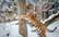 Tīģeris Augusts Rīga zoo aicina uz dzimšanas dienas svinībām