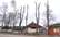 Talsos, iespējams, viltojot arborista dokumentus, sakropļo vairākus kokus