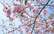 Uzvaras parkā uzziedējušas sakuras