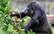 Ar milzīgu augļu grozu. Iespējams, pasaulē vecākā gorilla svin dzimšanas dienu