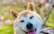 Miris suns Kabosu, kas radīja mēmi "doge" un kļuva par "Dogecoin" seju