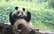Video: lielā panda aizrauj internetu ar intriģējošu "mugurdanci"