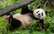 Pandu diplomātija: Sandjego zoodārzā atgriezušās milzu pandas