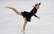 Stepčenko ierindojas 12. vietā "Nebelhorn Trophy" daiļslidošanas sacensībās