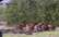 Mārupes novadā gaišā dienas laikā klīst mežacūku bars
