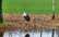 Pavasaris janvārī? Vietām Latvijā jau manīti stārķi