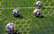 Latvijas U‑21 vīriešu futbola izlasi vadīs čehu speciālists Dovalils