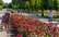 FOTO: Ķemeru parkā pilnbriedā zied rozes