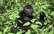 Ugandā tūristu nauda pārvēršas kalnu gorillu glābšanā