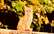 Auni atļausies vairāk, nekā pienāktos, Dvīņi būs dilemmas priekšā – 31. oktobra horoskops
