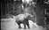 Vēsturiski foto: Rīgas Zooloģiskais dārzs svin 113. gadadienu