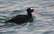 Latvijā pirmo reizi novērota neparasta putnu suga