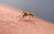 Entomologs skaidro: Kāpēc šopavasar odu būs mazāk un ko gaidīt vasarā