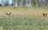 Otrdien turpinās pūst auksts ziemelis