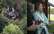 Babītē nodeg māja ar nelāgu auru – kaimiņi atklāj tumšu versiju par nelaimes patieso cēloni