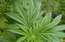 Itālija legalizē marihuānu; audzēs armija