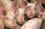Brisele: Cūku mēris ir vairāk Baltijas nekā visas Eiropas problēma