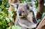 Koalas mācās apskaut politiķus
