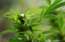 Konferencē Cannabis EXPO novērtē "zālītes" lietderību