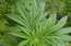 Deputātiem būs jālemj, vai Latvijā būtu legalizējama marihuānas lietošana