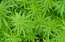 Par marihuānas legalizāciju parakstījušies jau 9454 Latvijas iedzīvotāji