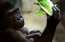 Maigums un rūpes gorillu ģimenē