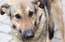 Saimnieks lūdz iemidzināt suni, bet viņa dēls izraisa skandālu veterinārajā klīnikā