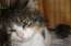Latviešu grumpy cat Arnoldiņš meklē gādīgu saimnieku