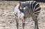 Smieklīgi: dziedoša zebra ir tieši tas, kas tev piektdienas rītā nepieciešams!