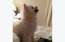 VIDEO: maza suņuka episkā nošķaudīšanās kļūst par interneta hitu