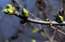 Latvija šogad būs sestā straujāk augošā ekonomika eirozonā, secināts pētījumā