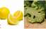 Domāji, citrons ir labākais C vitamīna avots? Maldies! No gripas tevi pasargās šie produkti