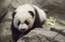 FOTO: pandu mazuli zoodārzā uzņem kā rokzvaigzni