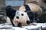 VIDEO: draiska panda kļuvusi par interneta zvaigzni