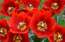 Uzziedējusi jaunas šķirnes tulpe – Latvija
