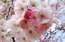 FOTO: Pārdaugavā krāšņi zied sakuras