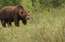 Jelgavas mežos "siro" brangs lācis; iedzīvotāji ir aicināti nesatraukties