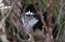 VIDEO: "metāla" cimdi, cilpas un tīkli – kādus rīkus glābēji izmanto dzīvnieku izpestīšanai?