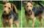 Šis skaistais suņu puika kļuvis nevienam nevajadzīgs… Palīdzēsim viņam atrast mājas!