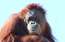 Video: Orangutānu meitenes stihija – "break dance"