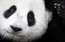 Pasaulē vecākais panda nosvinējis 31. dzimšanas dienu