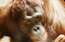 VIDEO: tu neticēsi! Orangutāns cenšas noskūpstīt grūtnieces vēderiņu