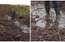 "Es tos sātanus sūdzēšu tiesā!" Mežu izcirtēji piegāna sirmgalves īpašumu