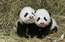 VIDEO: pierādījums, ka pandas lāči patiesībā ir… lieli kretīni!