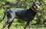 Tik skaistai sunenītei nevajadzētu atrasties patversmē. Palīdzi viņai atrast mājas!