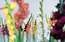 Dabas muzejā apskatāma jauna izstāde ar rudens vēstnesēm – gladiolām